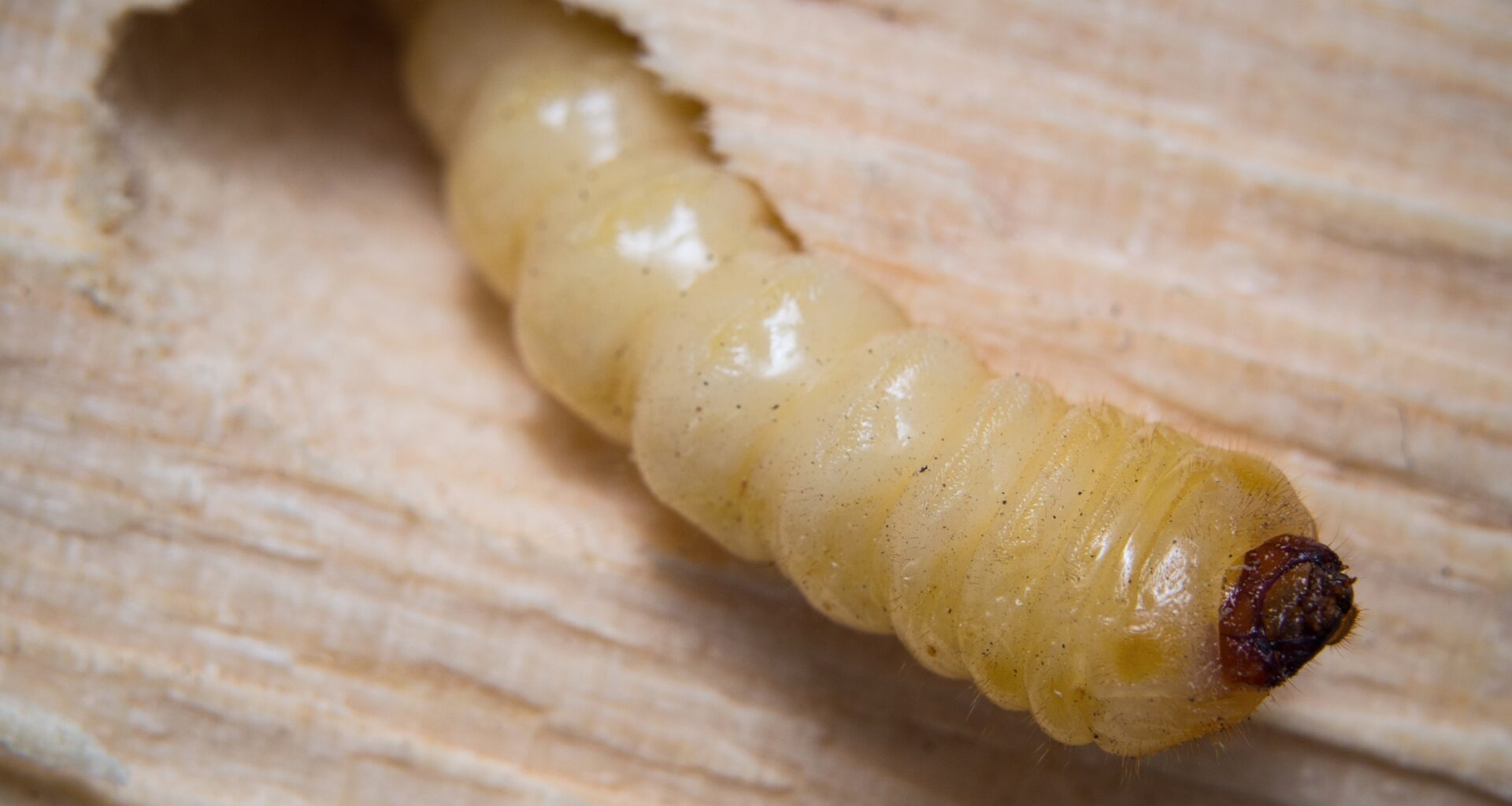 Scientists create glowing wax moths to study infections