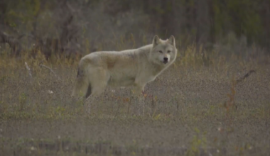 B.C. First Nation opposes cull on its territory after footage of ‘Judas’ wolf