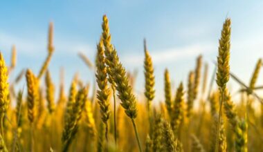 Plant Hormone Therapy Boost Global Food Security