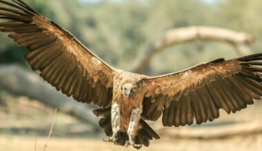 A white-backed vulture in Zimbabwe. Image by Chris Collyer/ Birdlife Zimbabwe.