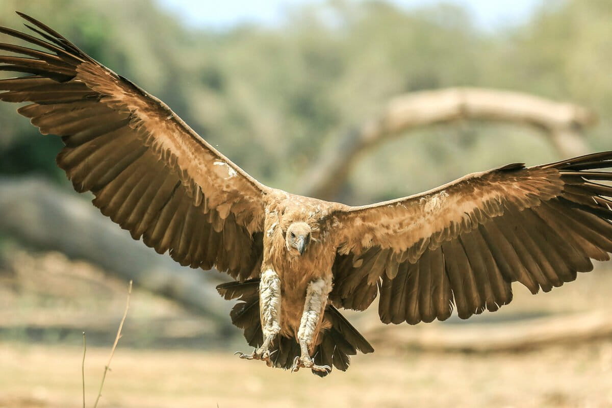 A white-backed vulture in Zimbabwe. Image by Chris Collyer/ Birdlife Zimbabwe.