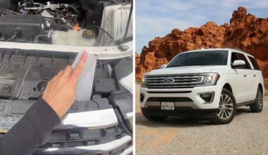 How Much Damage Do Rodents Do?