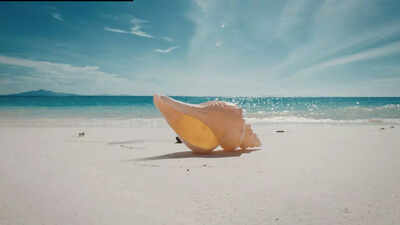 World’s biggest sea snail: The Australian trumpet is nearly the size of a human leg and hunts hidden prey