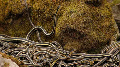World’s largest snake den in Canada: Over 100,000 red-sided garter snakes come alive every spring