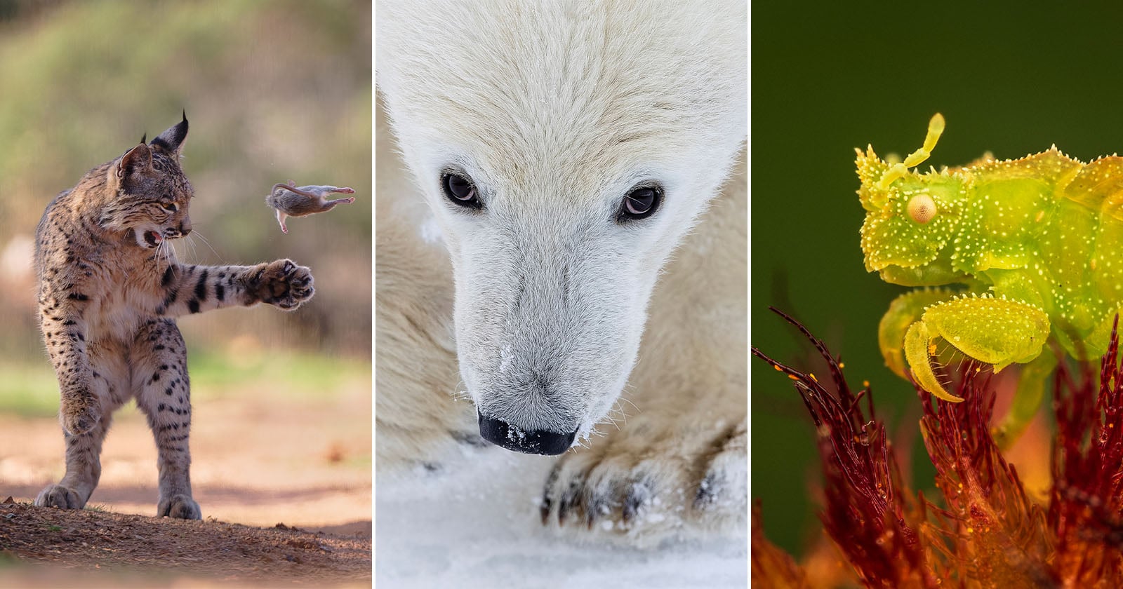 A collage of three wildlife photos: a bobcat pouncing on a bird, a close-up of a polar bear's face in snow, and a green insect with textured skin perched on a red plant.