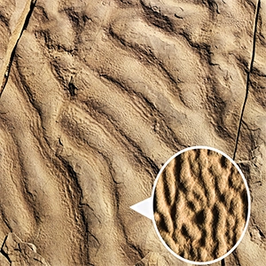 Preserved seabed ripples on an outcrop in Morocco covered with wrinkle structures thought to be formed by an ancient microbial community from the Early Jurassic. The inset shows a close-up of the wrinkle structures covering the ripples. Credit: Rowan Martindale/Jackson School of Geosciences