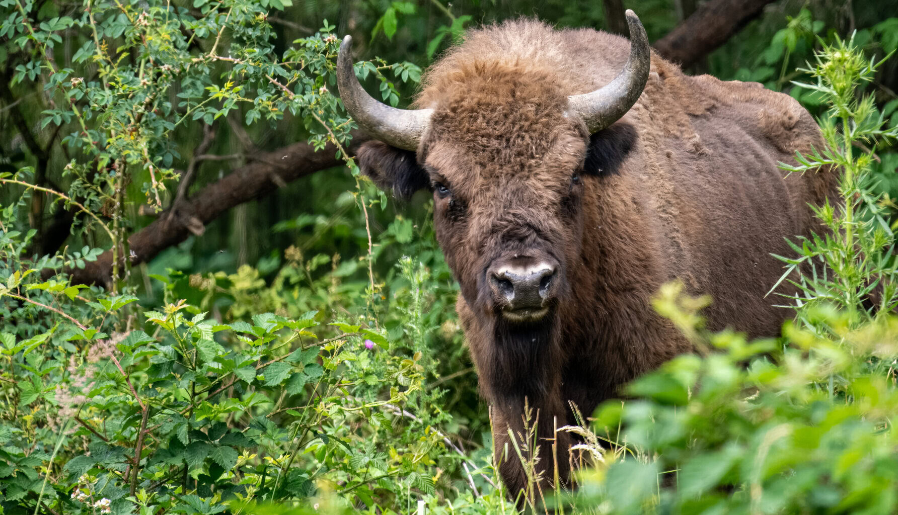 A Century After Vanishing, a Gentle Giant Returns