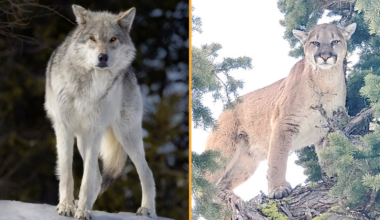 Two photographs side-by-side. (Left) A Yellowstone wolf stands staring at the camera on a snowed upon ground, (Right) a cougar stares at the camera while up high in a tree canopy.