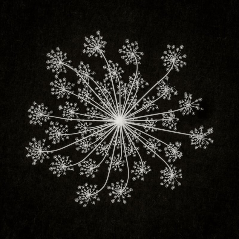Black and white image of a delicate, radial plant structure with many thin stems branching symmetrically from a central point, each ending in clusters of tiny flowers or seeds, set against a dark background.