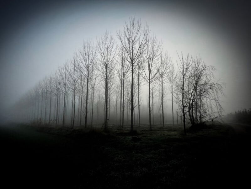 A row of leafless trees stands in a foggy landscape, their bare branches reaching upward. The scene is dark and moody, with mist obscuring the background and creating an eerie atmosphere.