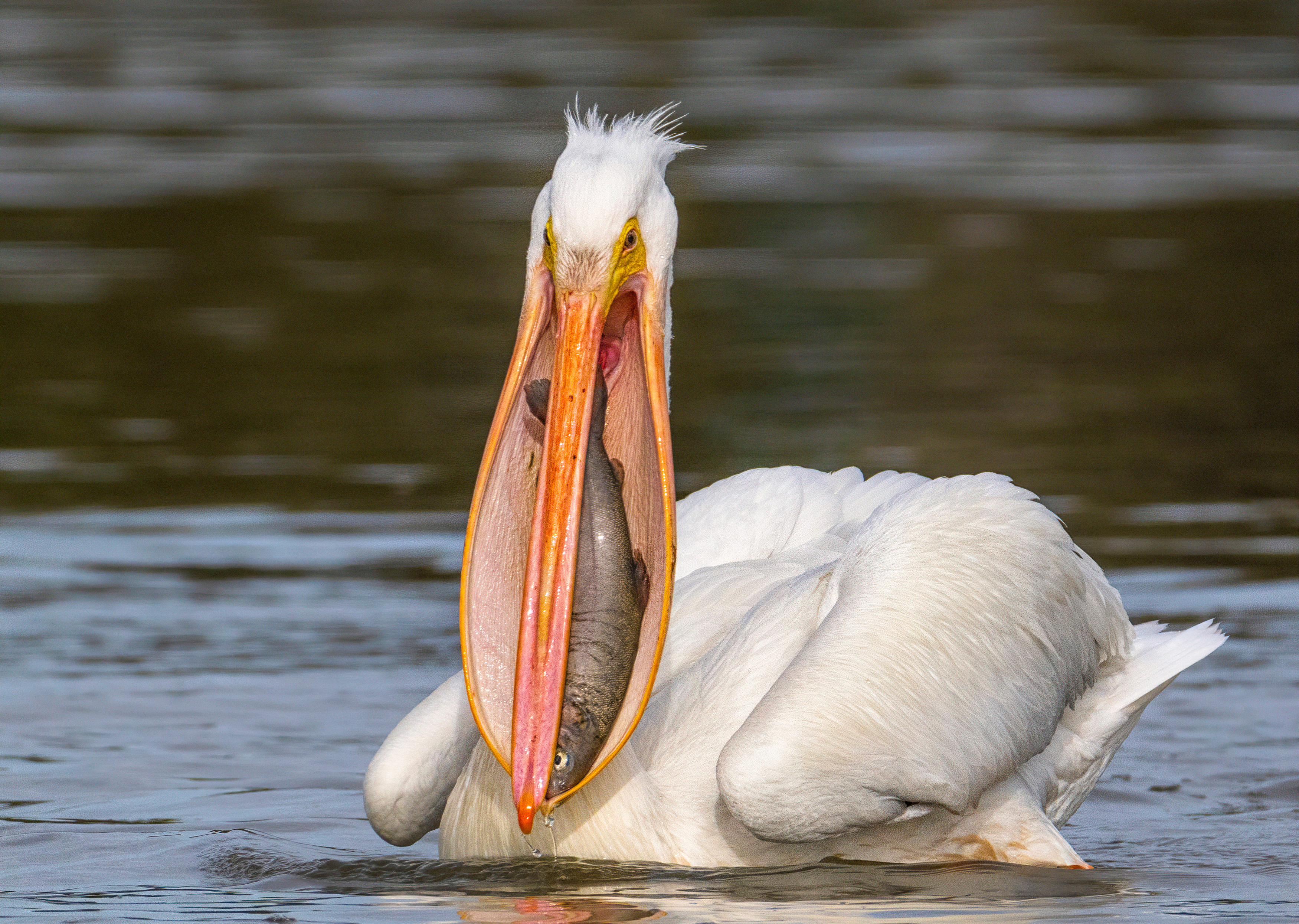 A pelican struggles to swallow a large fish held within its gular sac.