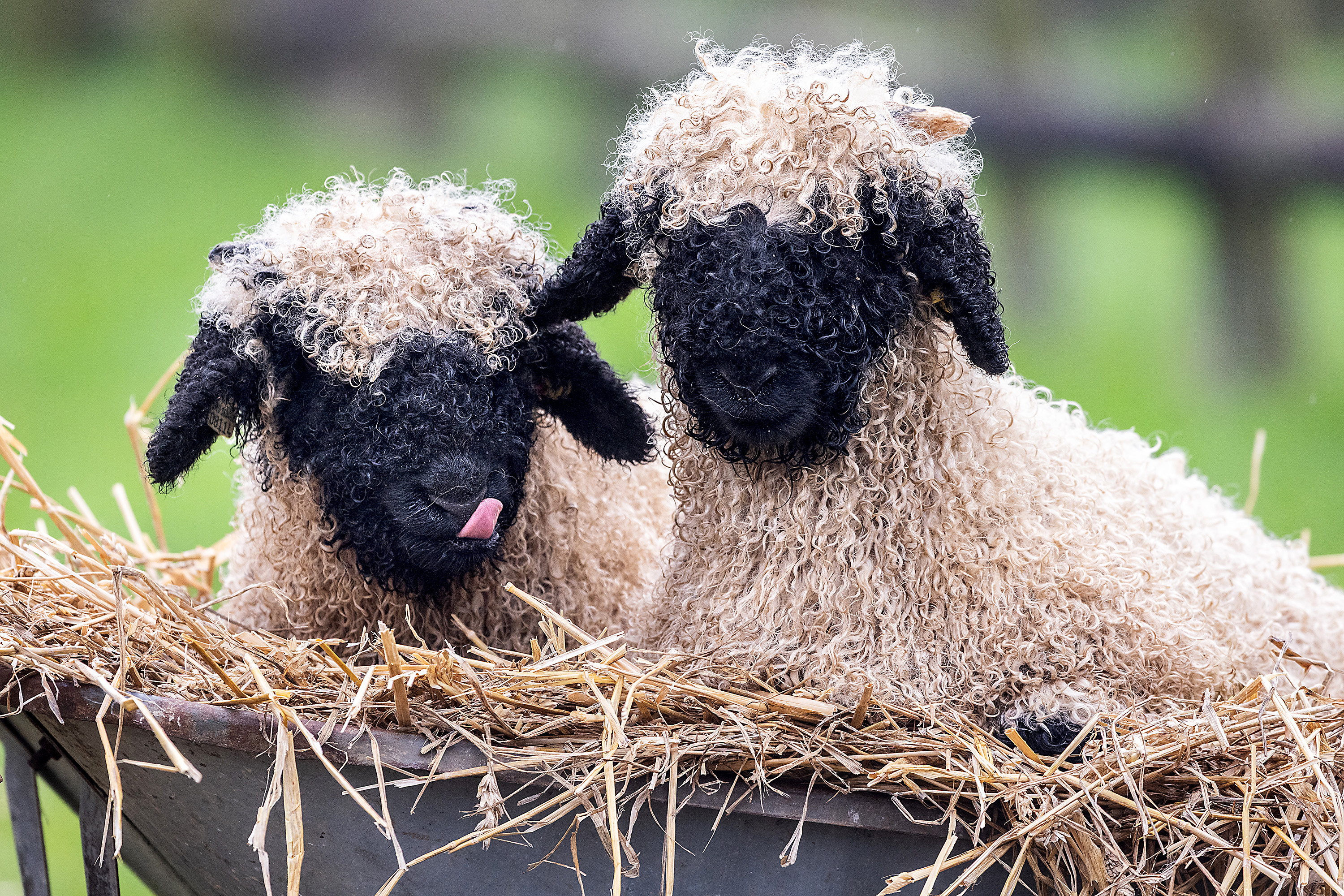 Two Valais Blacknose lambs with black faces and shaggy white wool sit in a bed of hay.