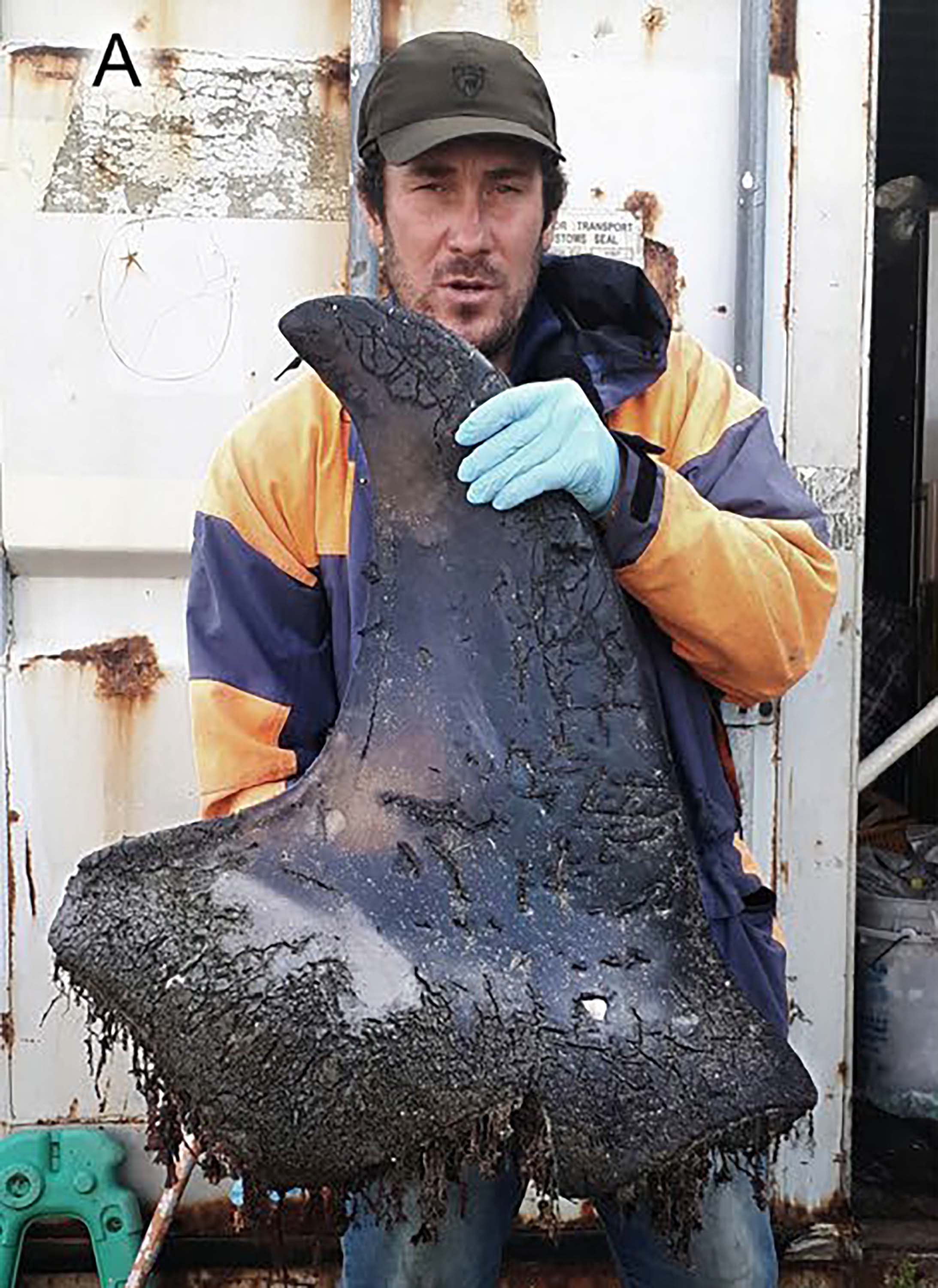 A man holding a killer whale dorsal fin covered in barnacles and debris.