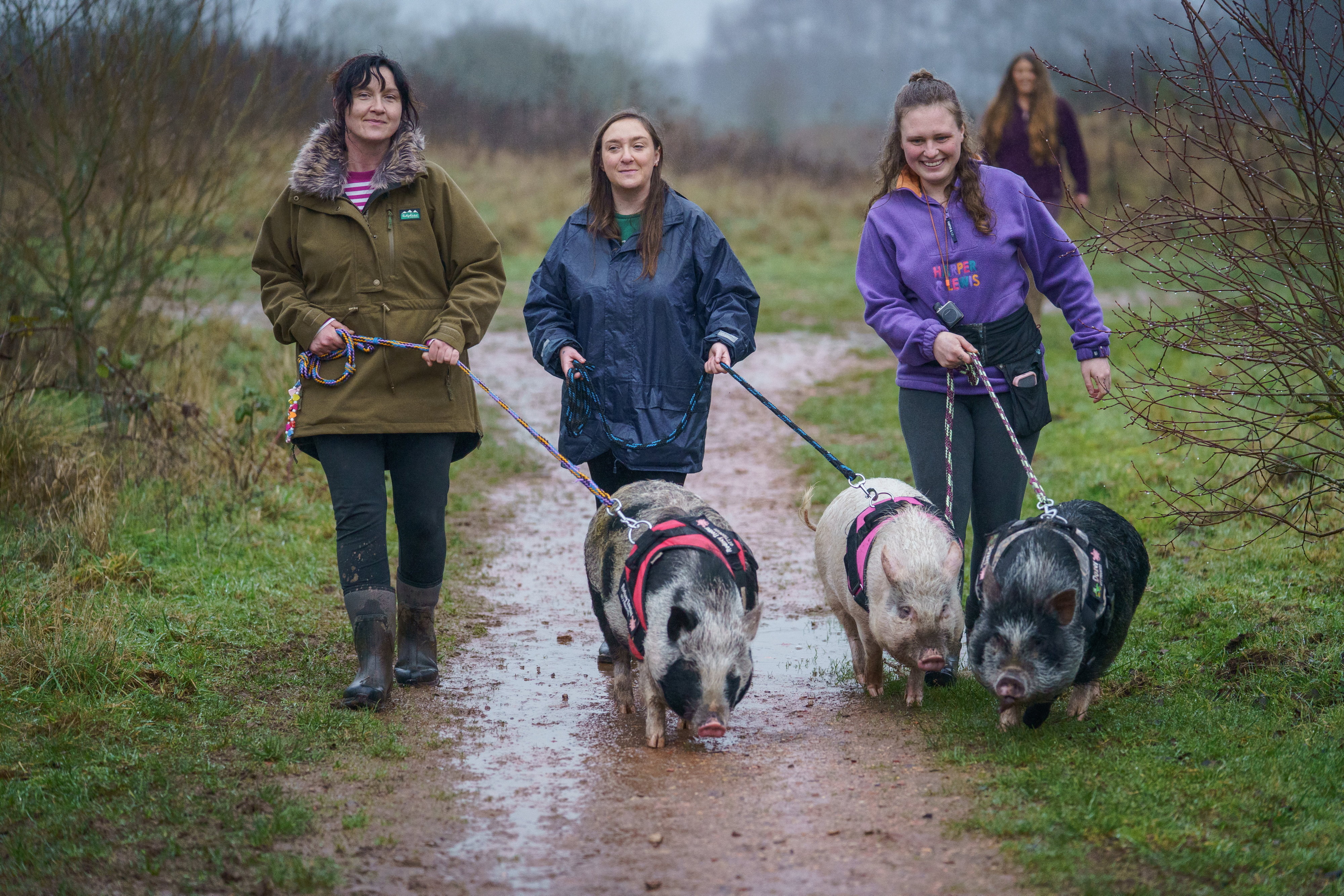 Three women lead three pigs on leashes down a muddy path.