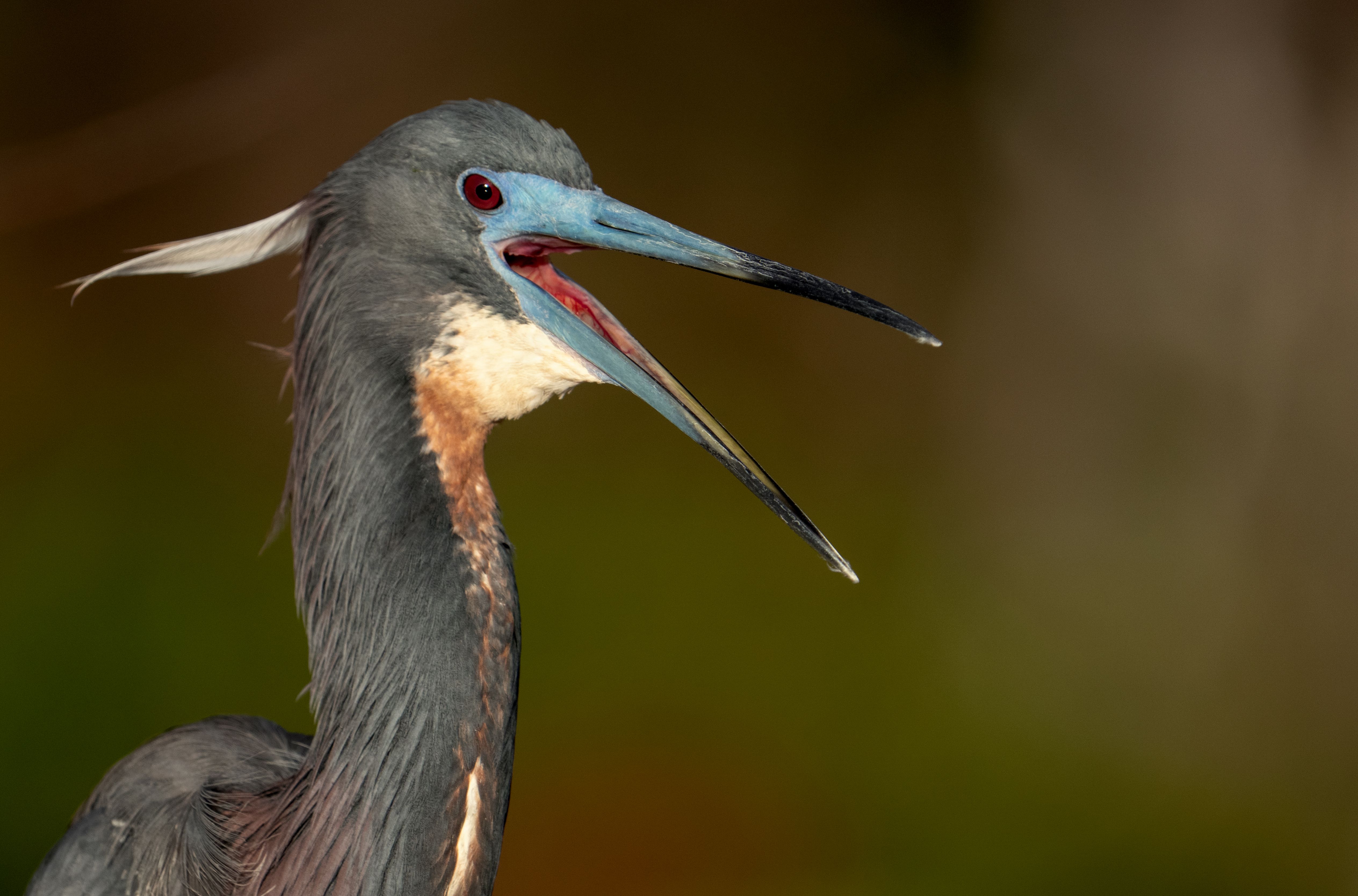 Close-up of a tricolored heron in breeding plumage with a bright blue bill, its mouth open revealing a reddish interior.