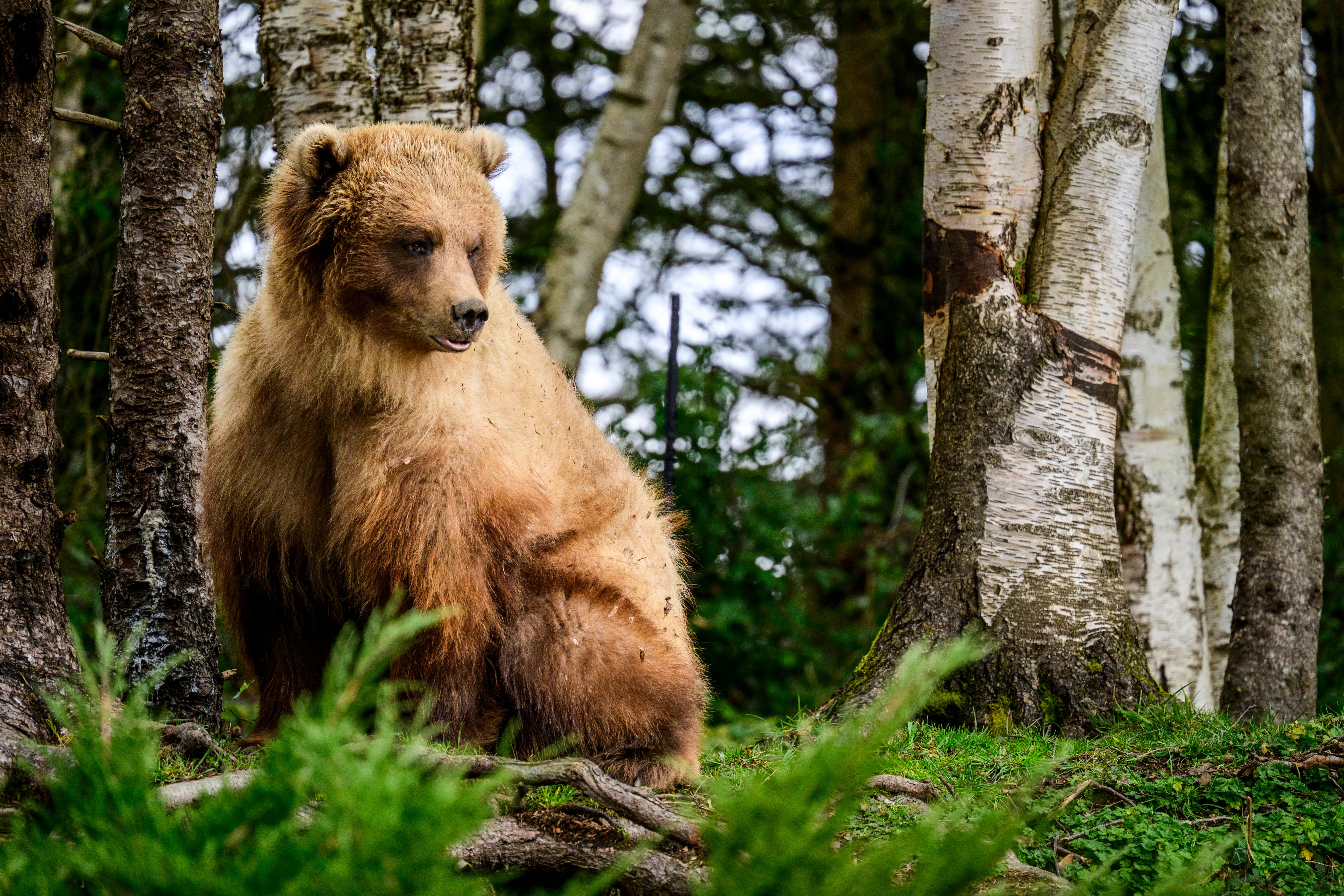 Coastal Alaska Brown Bear (Juniper) at Woodland Park Zoo.