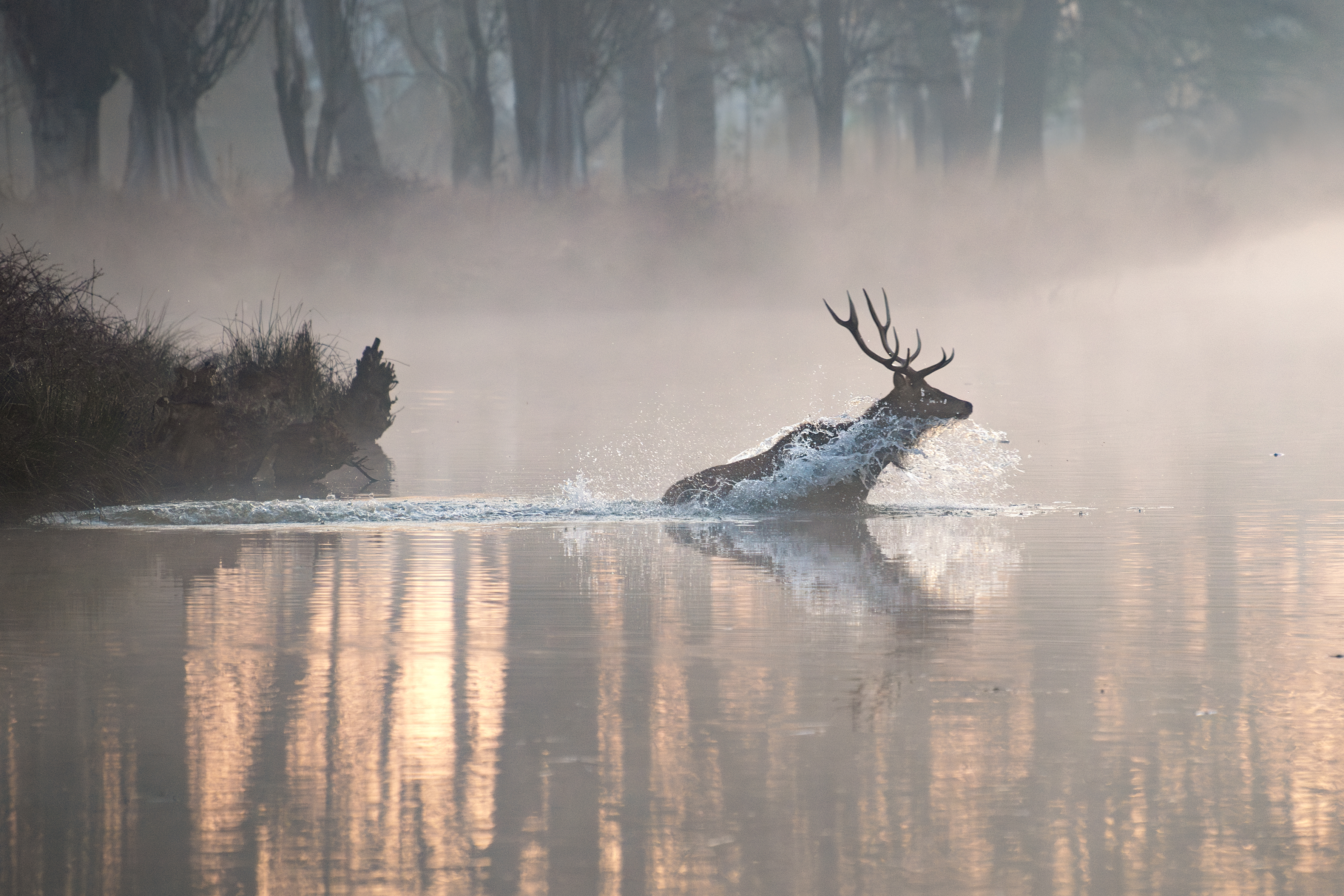 A stag running through a foggy lake at dawn, splashing water.