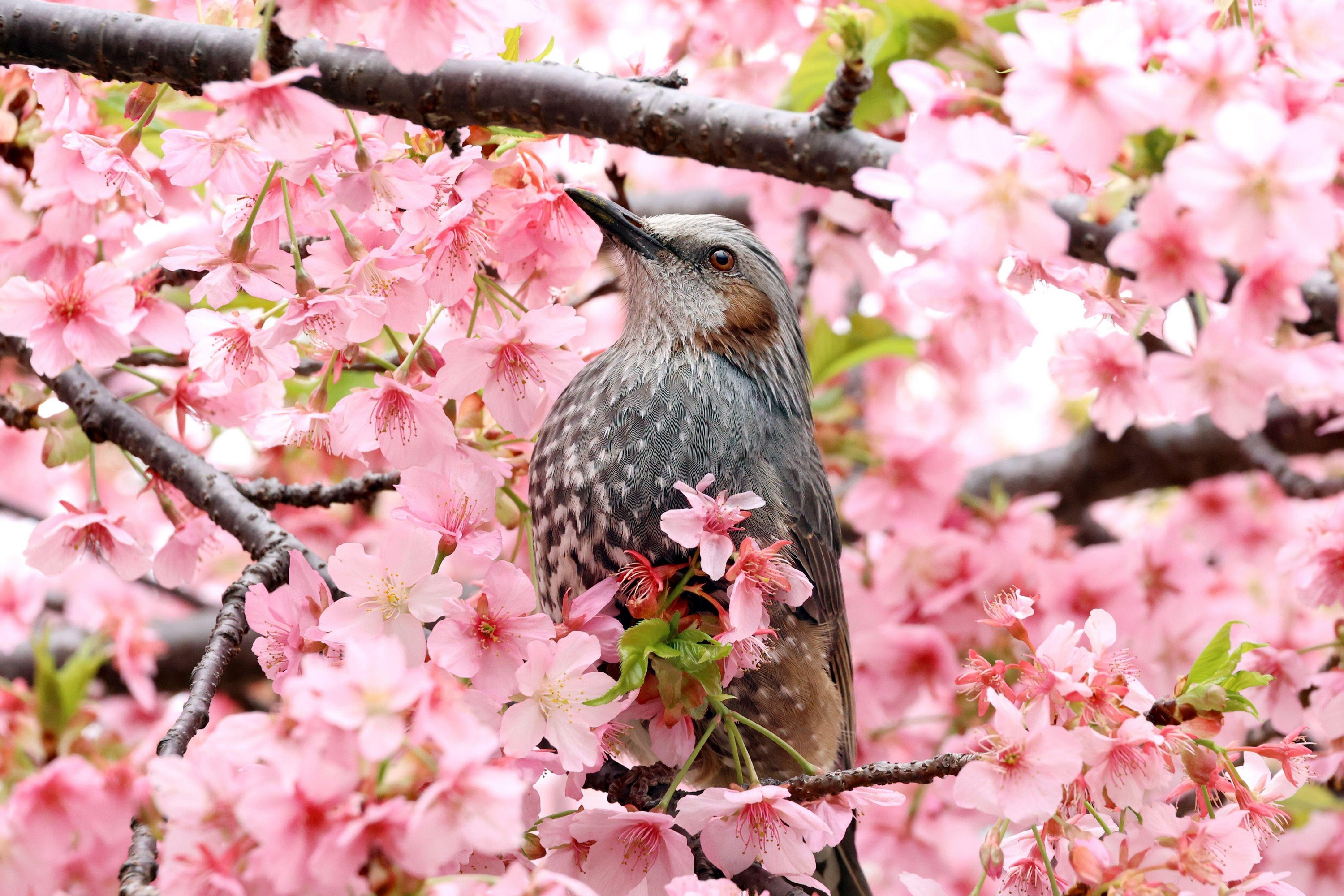 A bird perched on a branch of an early blooming cherry tree.