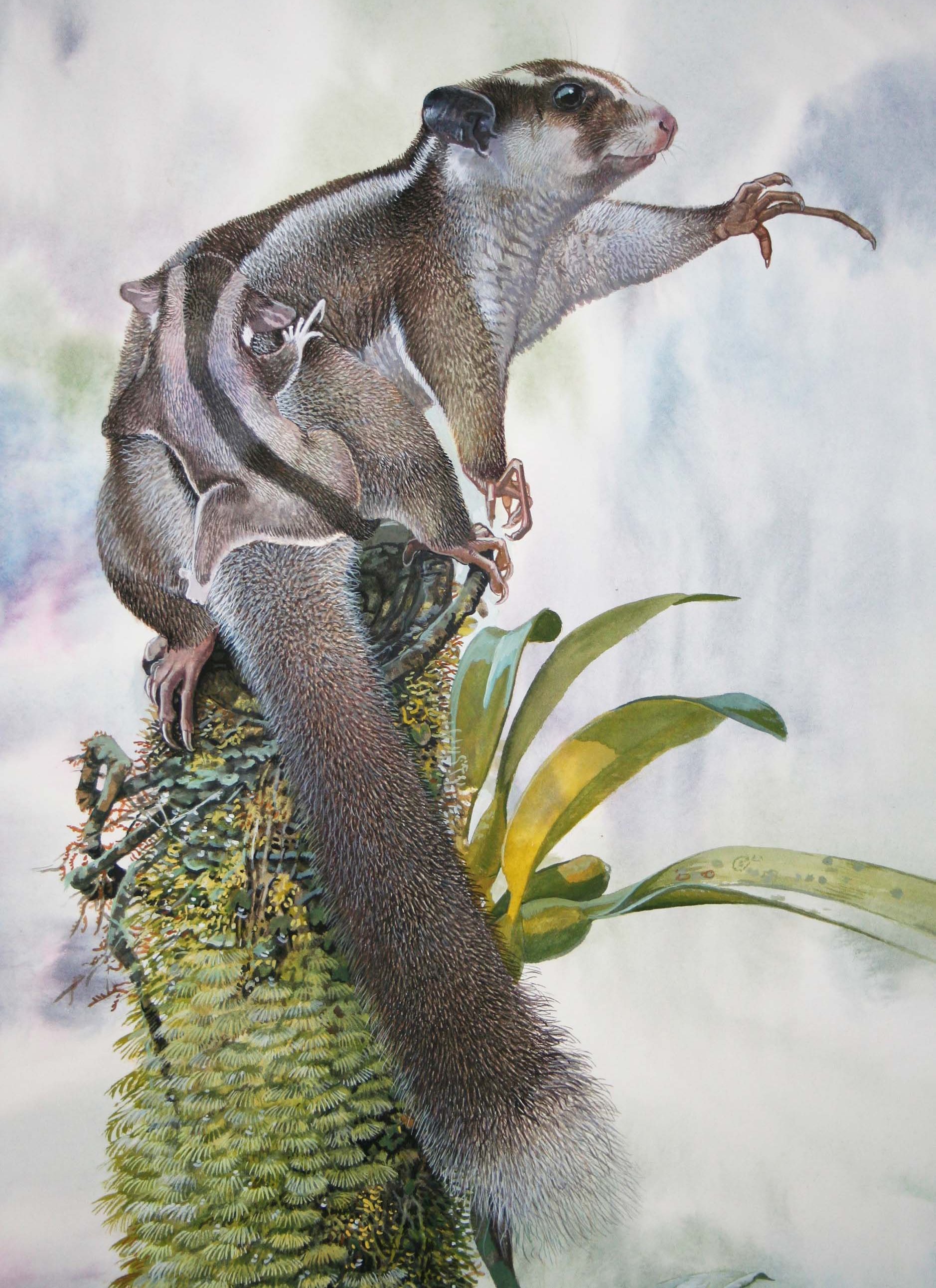 Illustration of a brown and white striped sugar glider with two smaller joeys on its back, reaching out a clawed hand while perched on a mossy branch.