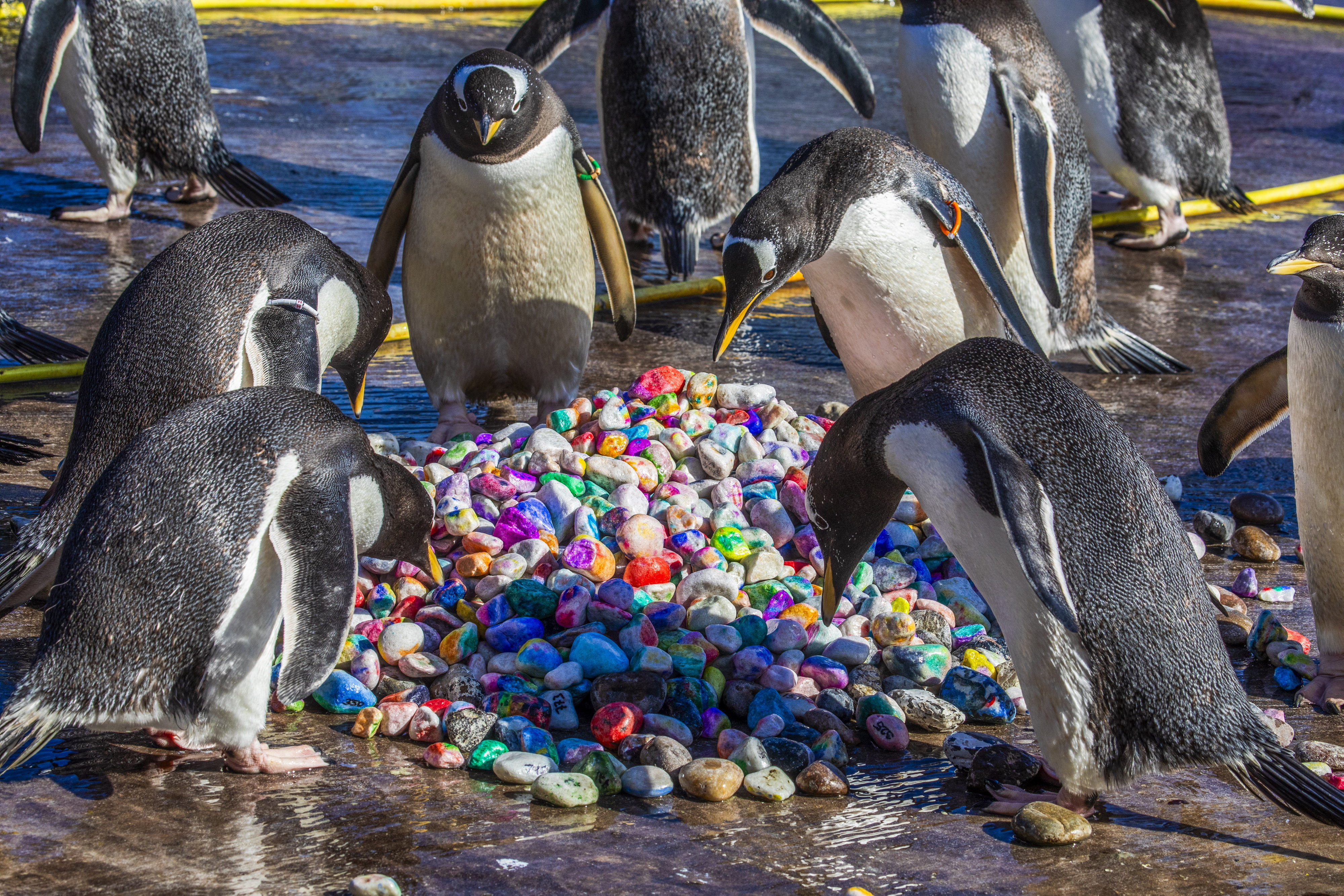 Gentoo penguins selecting colorful painted pebbles at Edinburgh Zoo.