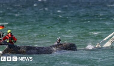 Rescuers attempt to save stranded humpback whale off German coast - BBC