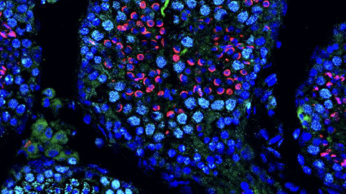 The Medicine Maker | mRNA Expands into Fertility Medicine