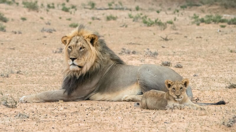 A male lion lies on sandy ground with a lion cub resting beside him. Sparse grass and dry vegetation are visible in the background.