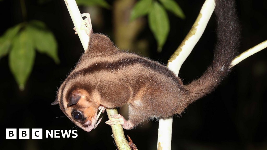 Tiny possum and glider thought extinct for 6,000 years found in remote West Papua - BBC