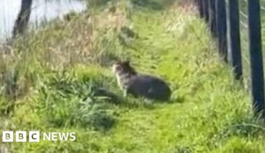 Tough task to catch 'rapid' capybara, says dog walker - BBC