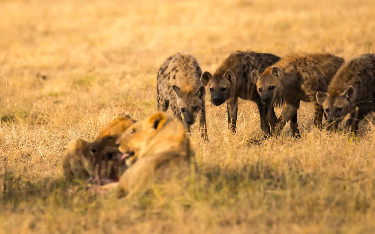 Watch a Young Lion Turn the Tables on a Pack of Harassing Hyenas
