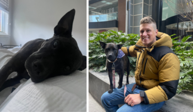 Man's dog was riddled with tumors and dying. He used ChatGPT to design a custom cancer vaccine, stunning researchers