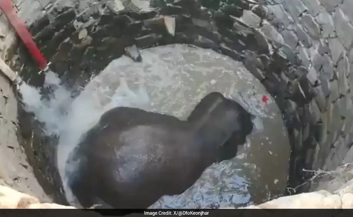 Odisha Forest Officials Apply Archimedes' Principle To Rescue Elephant Stuck In 30-Foot-Deep Well