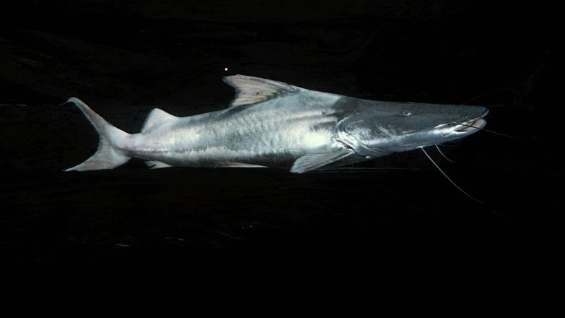 Amazon nations are uniting to save the dorado catfish, which has the world’s longest freshwater migration