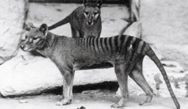 100,000 Year Old Footprints Of Extinct Tasmanian Tiger Discovered In Australia A Lost Predator’s Tracks Reemerge From Prehistory
