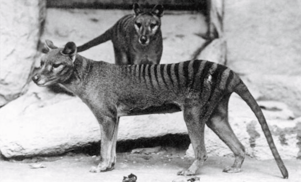 100,000 Year Old Footprints Of Extinct Tasmanian Tiger Discovered In Australia A Lost Predator’s Tracks Reemerge From Prehistory