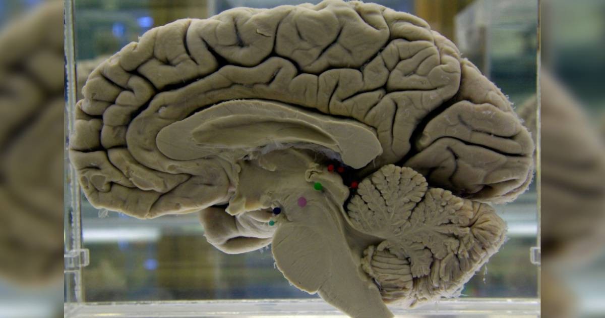 Challenging your brain helps keep it healthy. Here's how to do it, Lifestyle News