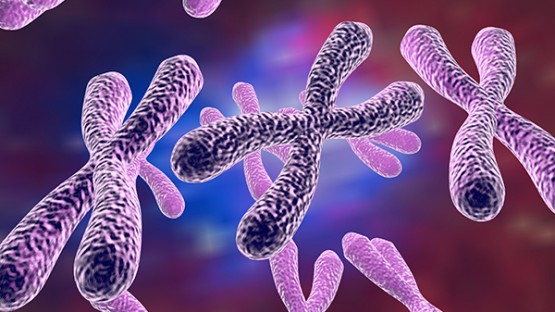 Flipped chromosomal segments drive natural selection