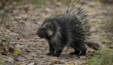 Excited Porcupines Jump up and Down With Excitement Being Let Back Outside After Snowstorm