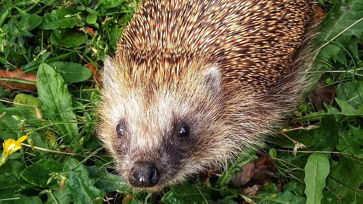 European hedgehogs are often hit by cars. Researchers say ultrasound could save them from extinction
