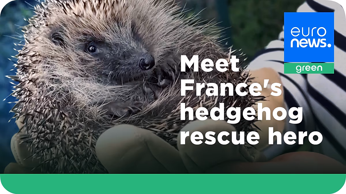 ‘Les P'tits Kipik’: Inside a Paris suburb's unlikely hedgehog sanctuary