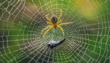 Spiders are ‘fundamental’ for planetary health – so why are they forgotten in conservation efforts?