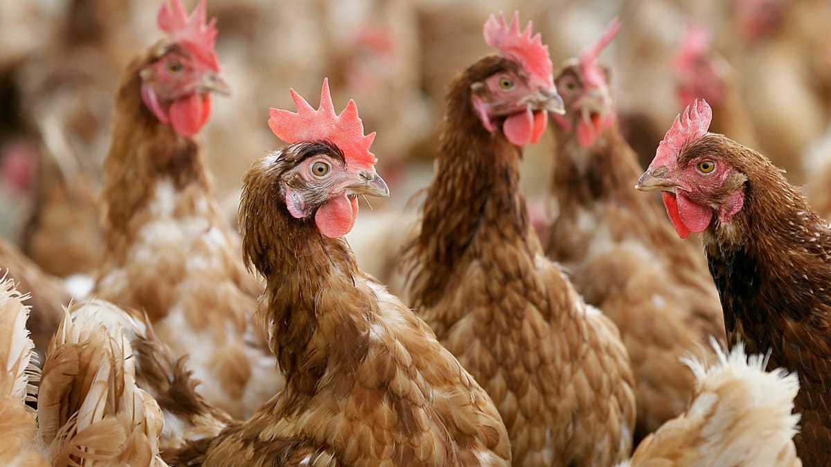 Italy confirms first European human H9N2 avian flu case