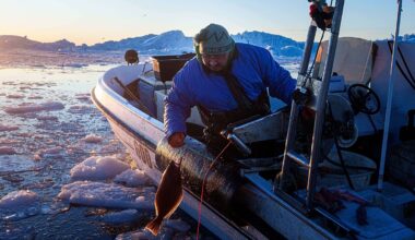 ‘It's too warm’: Greenland’s traditional fishers pushed towards polluting practices as ice melts