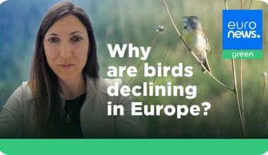 Europe’s disappearing birds are a symptom of a broken food and farming system