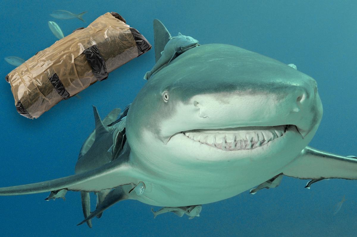 'Cocaine sharks' found cruising the Caribbean