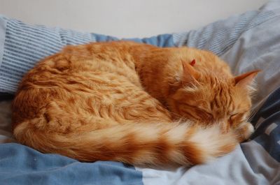 A beautiful ginger cat, asleep.