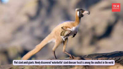 Pint sized amid giants: Newly discovered 'waterbottle' sized dinosaur fossil is among the smallest in the world