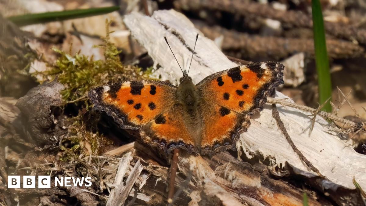 Large tortoisehell butterfly sitting on wood chippings