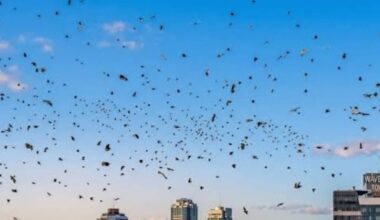 Crow flocks over Israel spark conspiracy theories