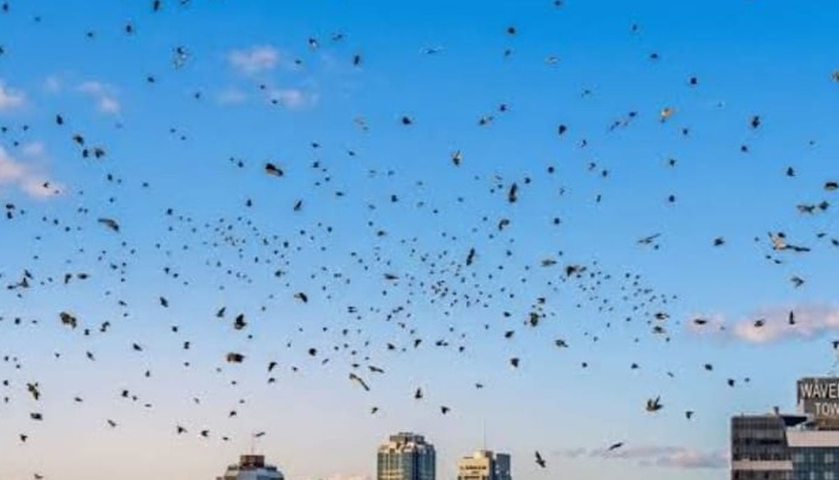 Crow flocks over Israel spark conspiracy theories